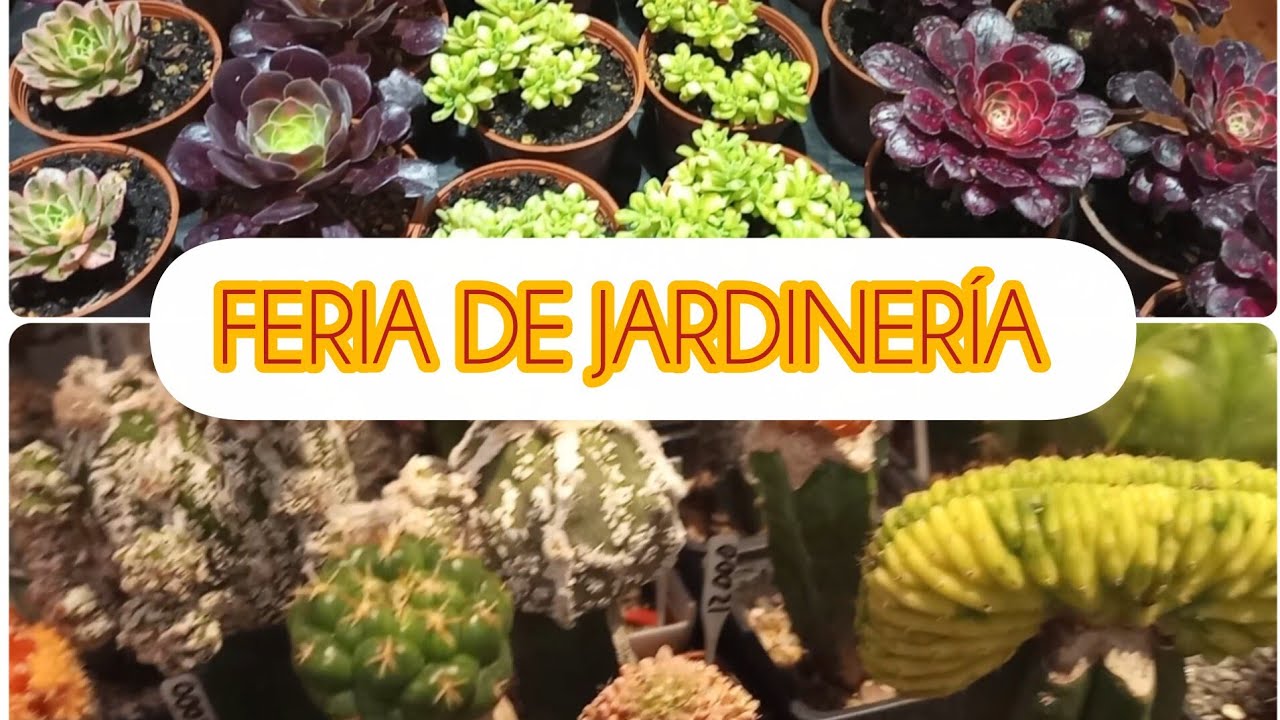 CACTUS SUCULENTAS MACETAS #lasplantasdegeral #cactusysuculentas #jardineria #macetaspintadas #garden