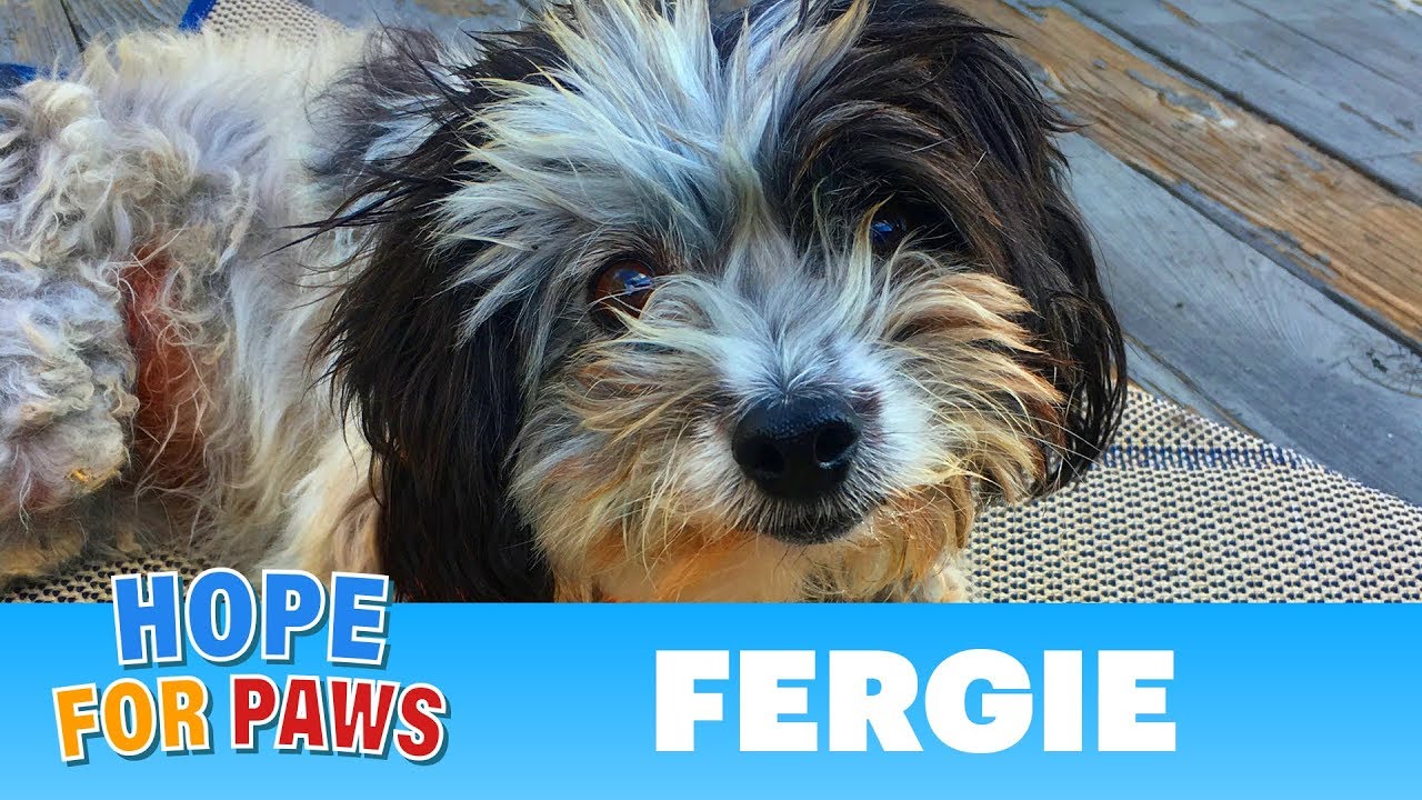 Surrounded by predators, Fergie survived alone in the mountains! #terrier