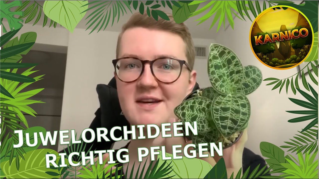Juwelorchidee richtig pflegen! | Macodes petola | Schmuckblattorchideen Pflege | Karnico