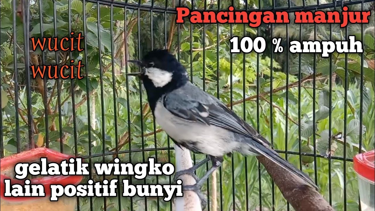 suara pancingan gelatik batu manjur 100 % ampuh gelatik wingko lain positif bunyi gelatik batu