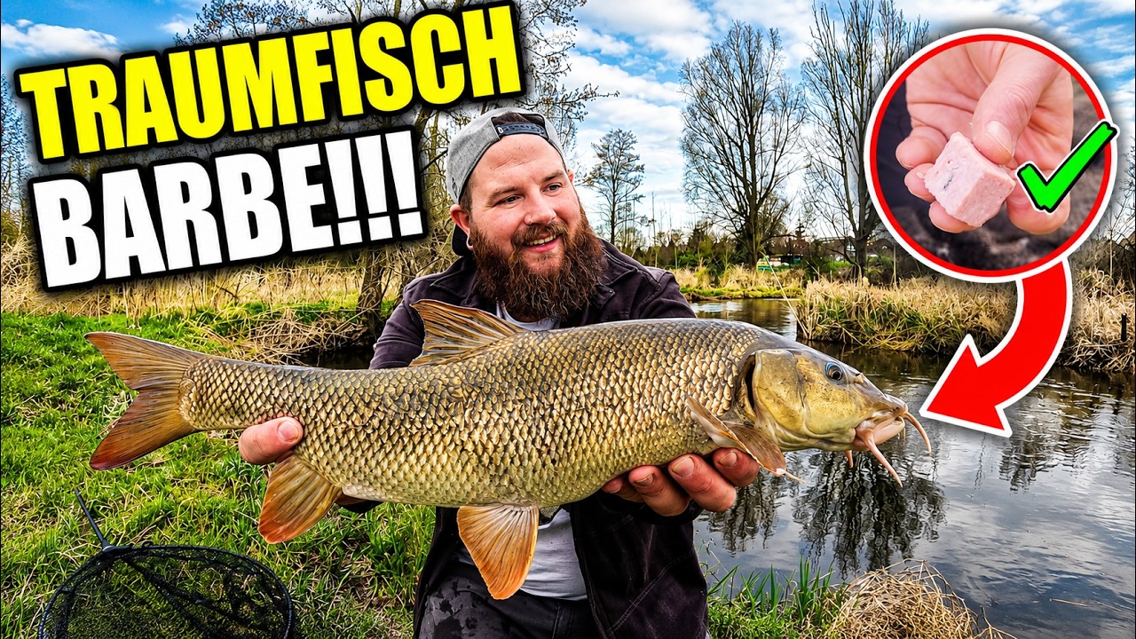 Barbenangeln mit Geheimköder – Traumfisch beim Feedern in den Niederlanden!