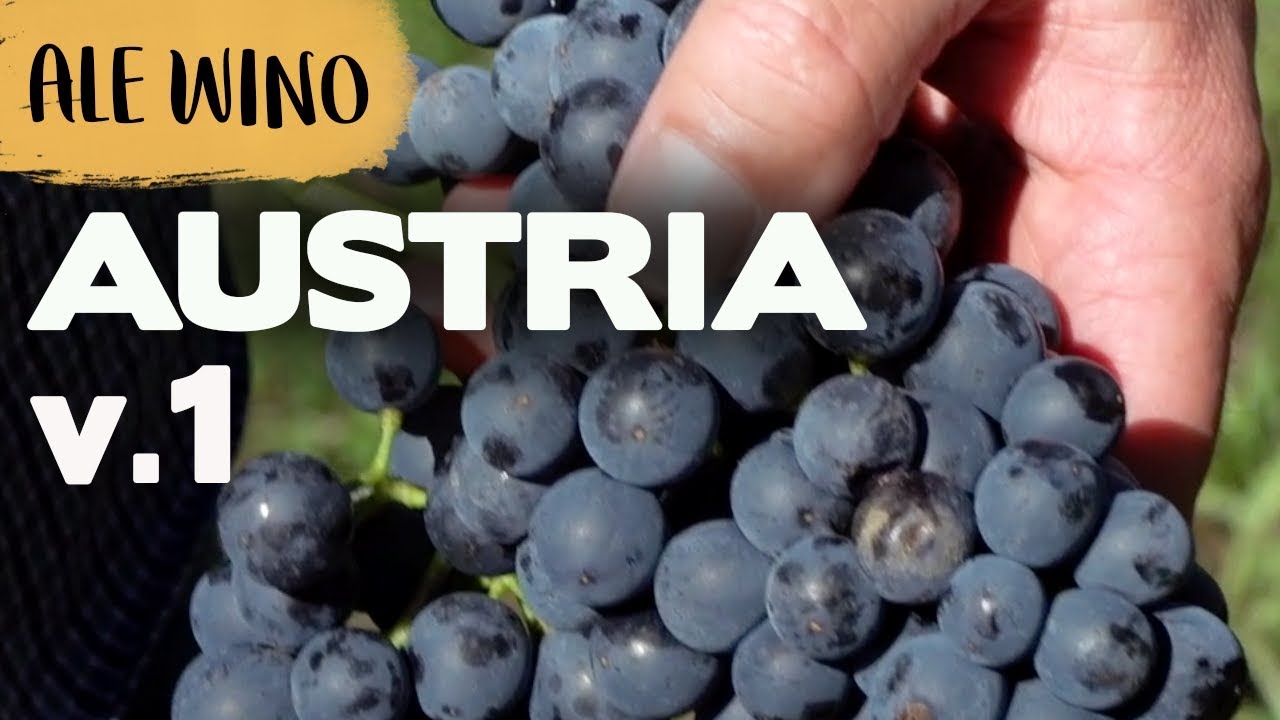Nasze pierwsze ZBIORY WINOGRON! 🍇 | Ale Wino w Austrii