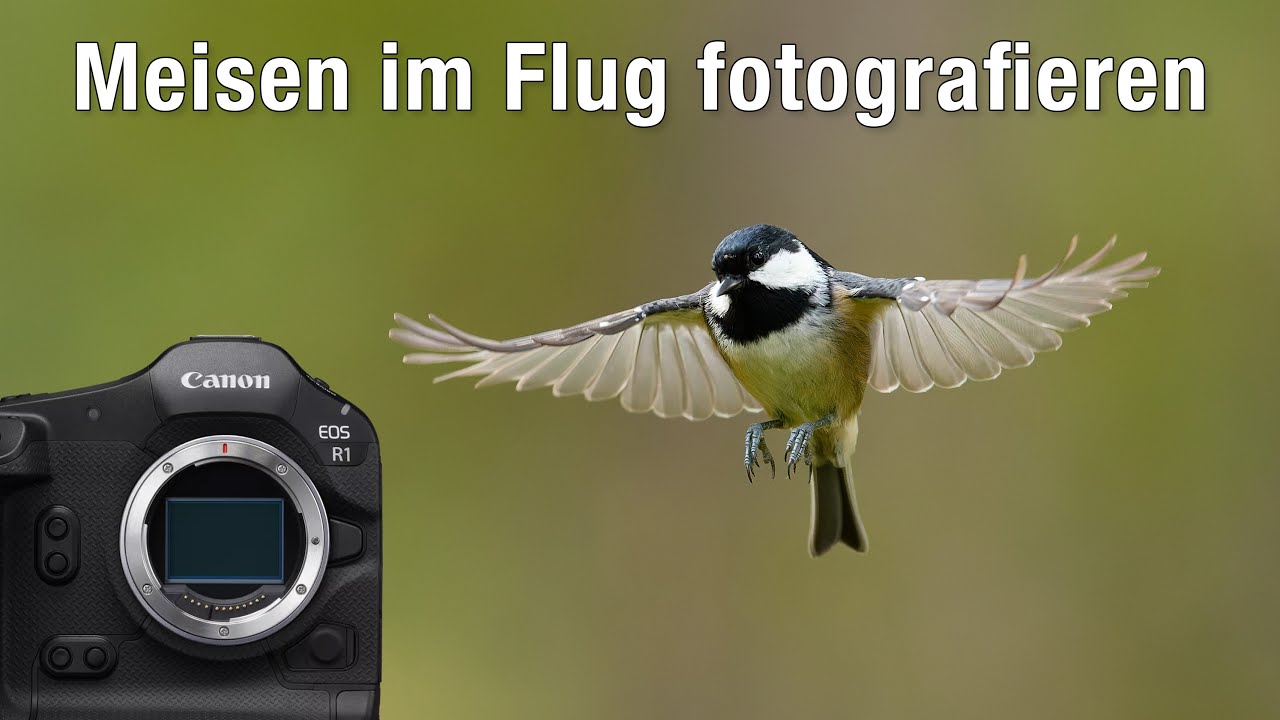 Singvögel in Aktion fotografieren - gelingt mir das Foto?