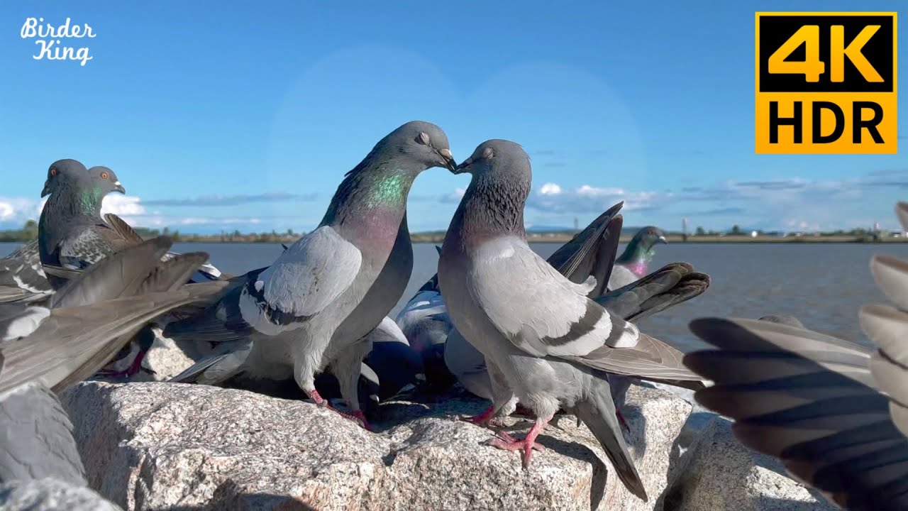 КОШКА ТВ 😺 Влюбленные голуби. У дроздов и уток прекрасный день 🐦 8 часов (4K HDR)