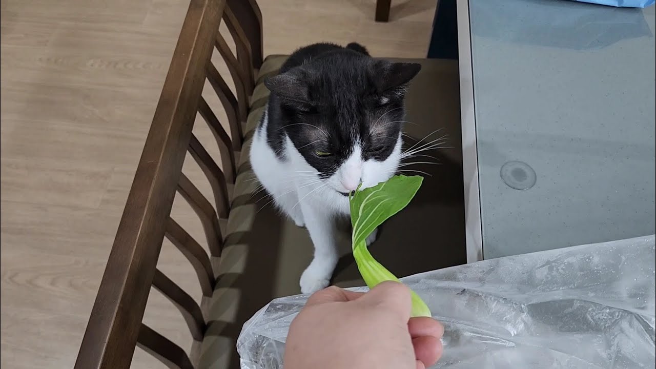 청경채 먹는 고양이 🐱 