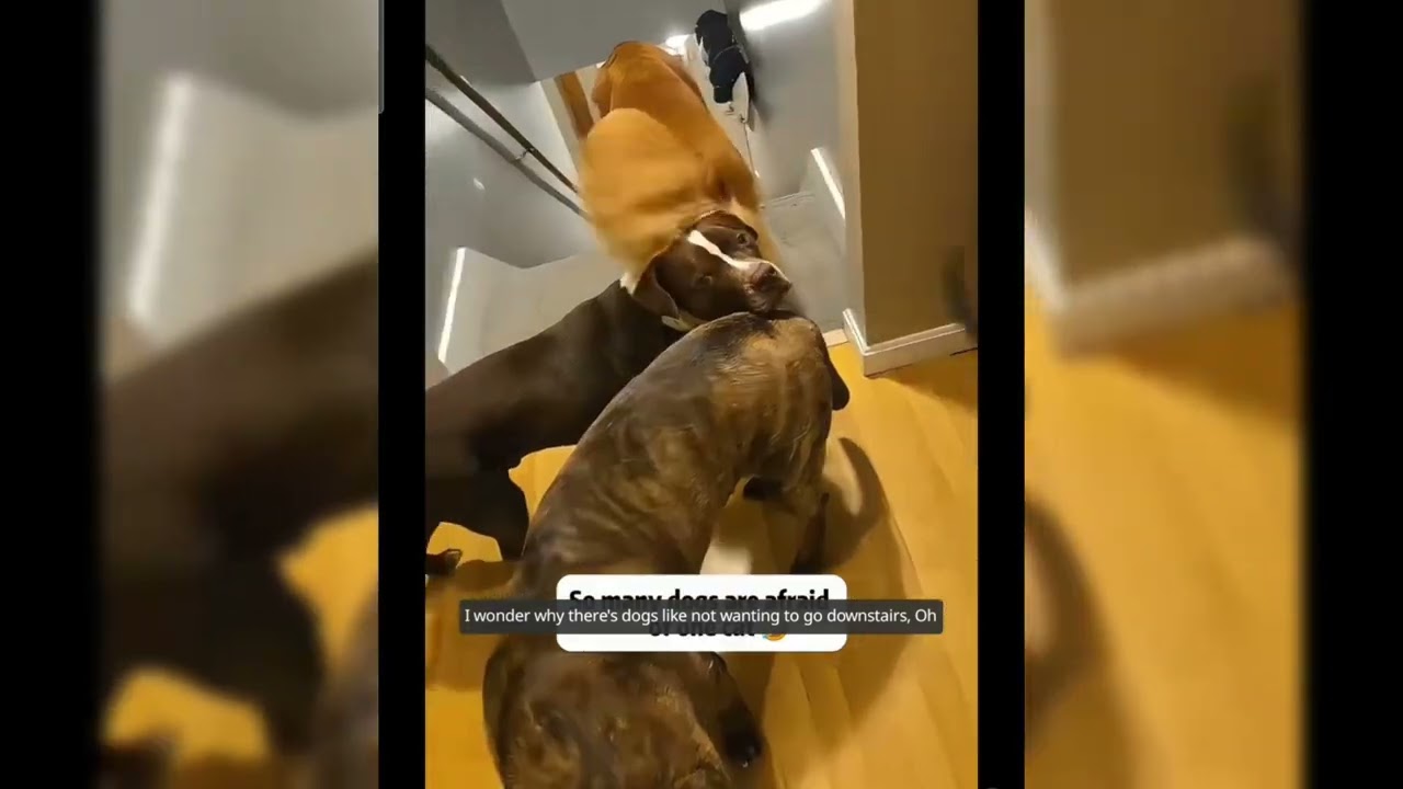 Funny ANIMALS videos 😂 Funniest CATS😺 and DOGS🐶 2025 