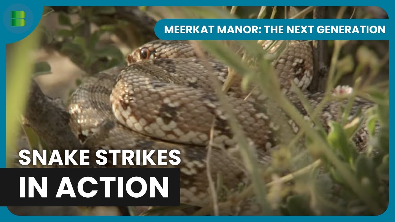Snake Attack Forces the Whiskers to Move Burrows | Meerkat Manor: The Next Generation