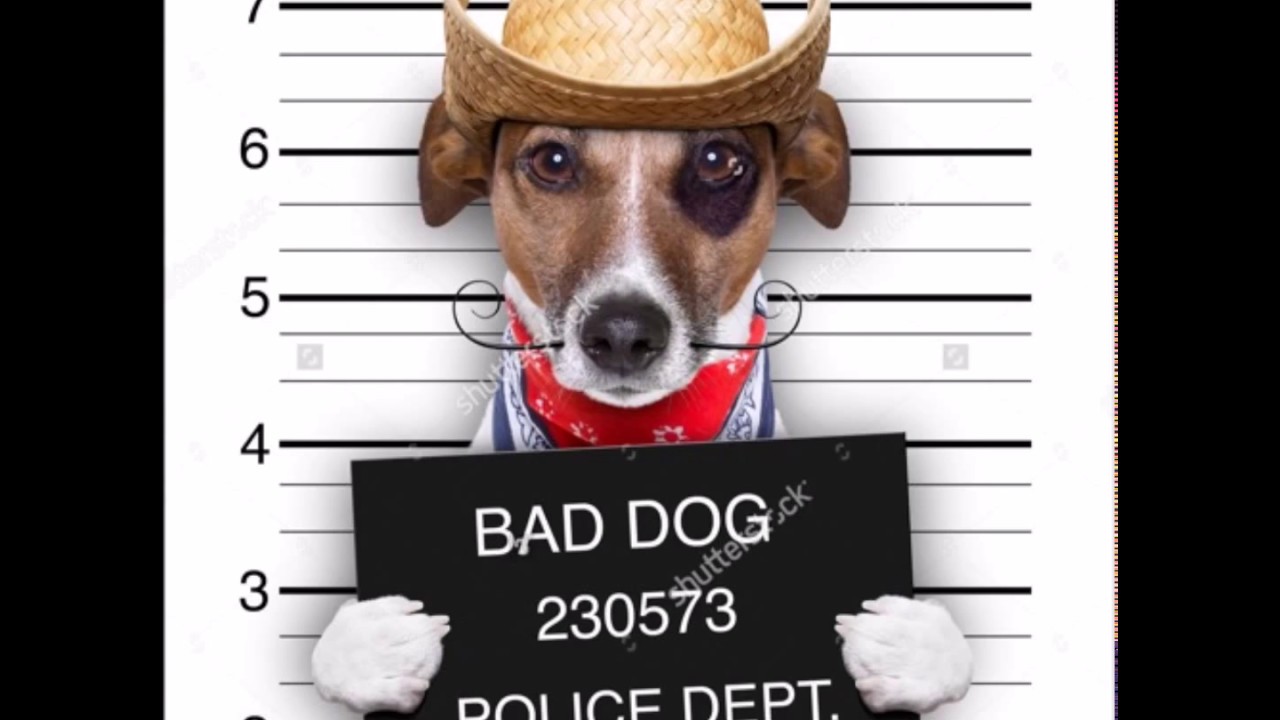 Crocoloko - Bad Dog