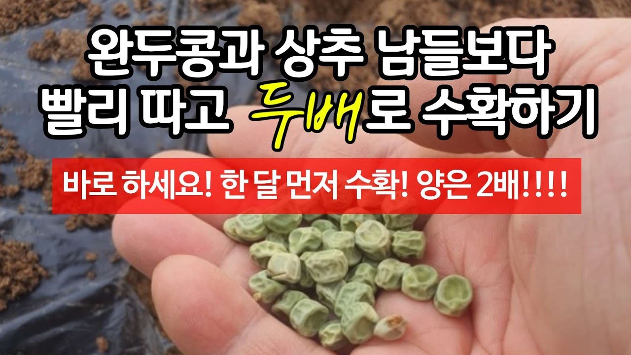 (늦으면 손해! 바로 하세요) 완두콩과 상추 - 빨라 따고 두배로 수확하기