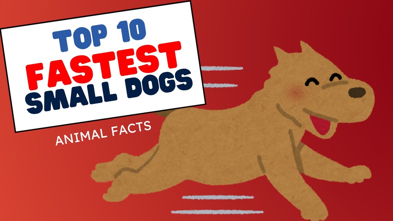Top 10 Fastest Small Dog Breeds