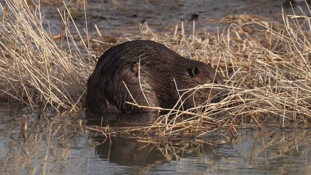 North American Beaver feeds on sticks it found in the grass along a northern USA river