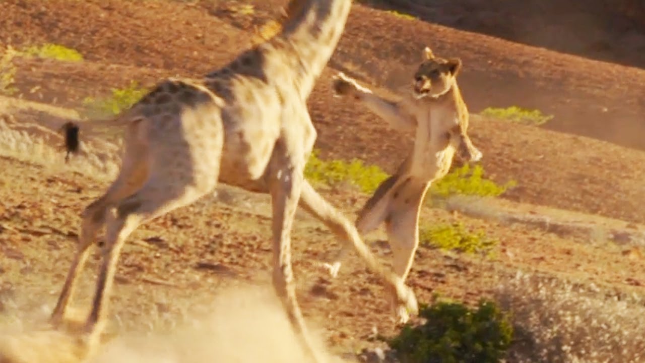 Le lion le plus mal barré d'Afrique - ZAPPING SAUVAGE