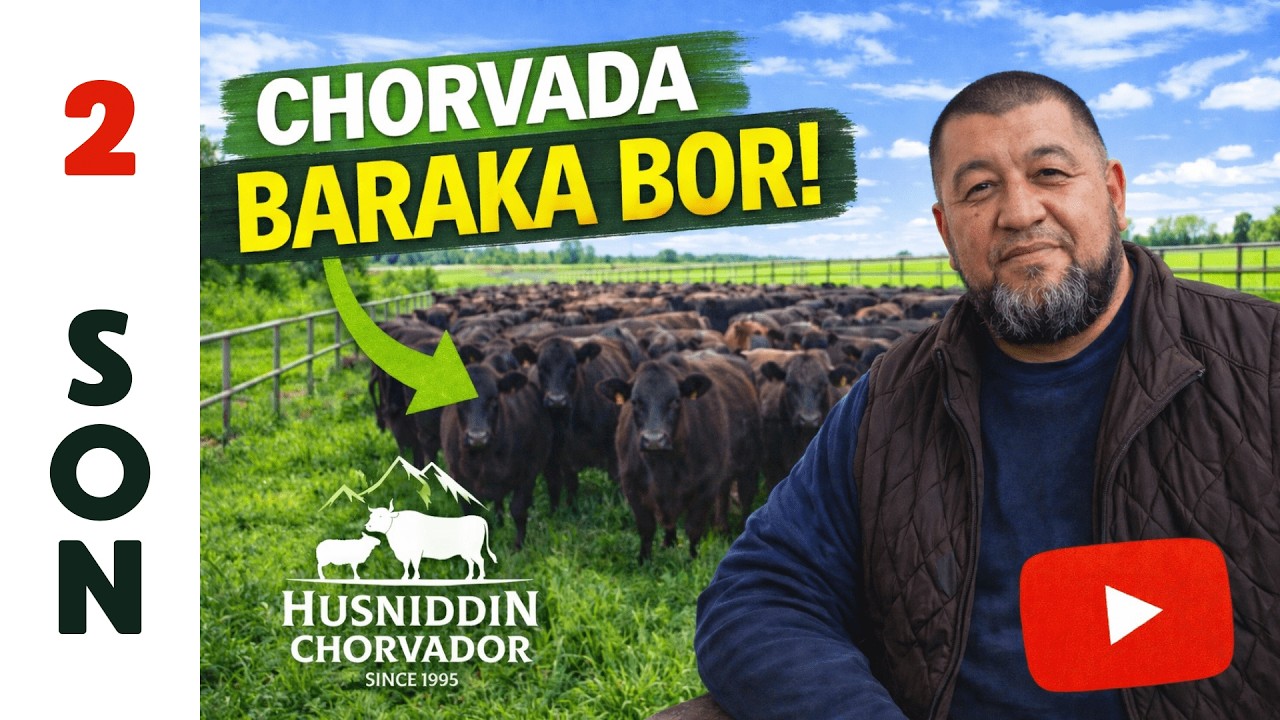 OCHIQ OYDIN CHORVA TO'G'RISIDA - 2chi son! Chorvador Husniddin