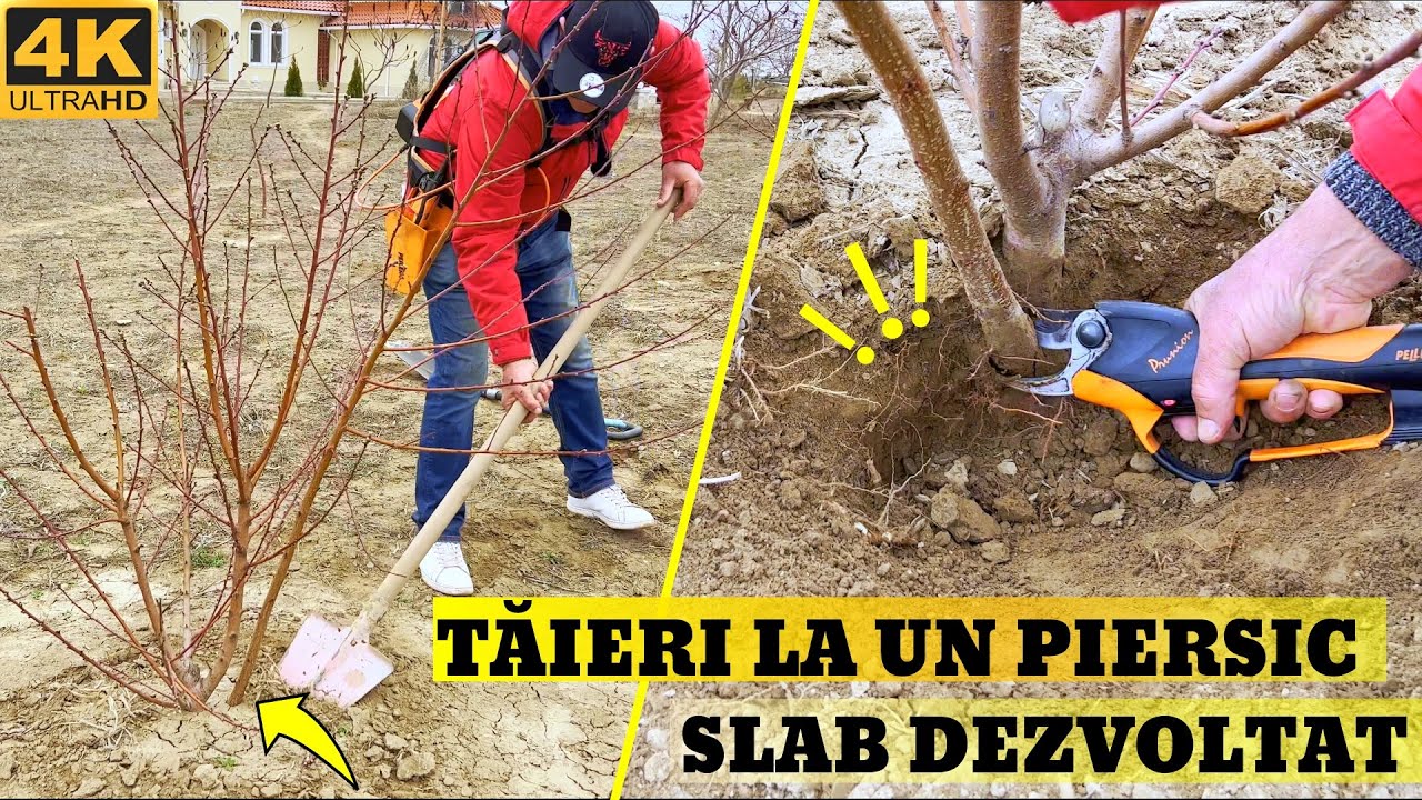 Taierea unui Piersic de 2 Ani Slab Dezvoltat !🌳✂️🍑