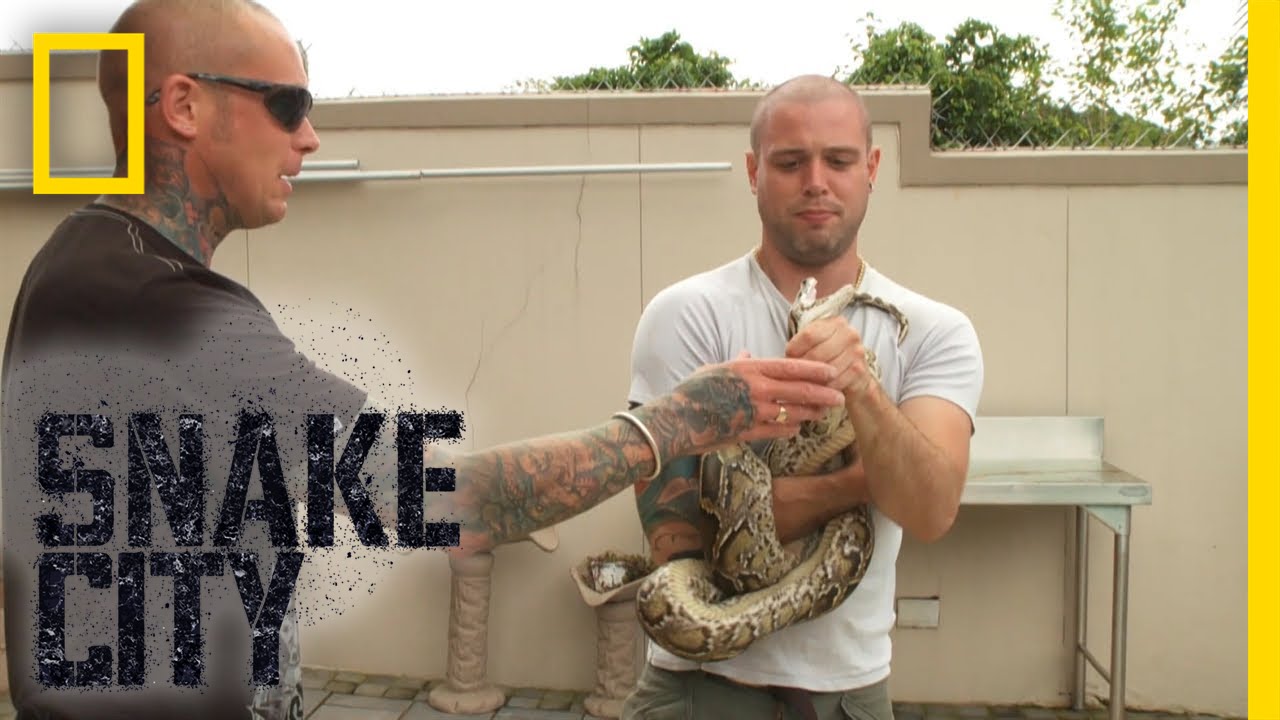 Python Power | Snake City