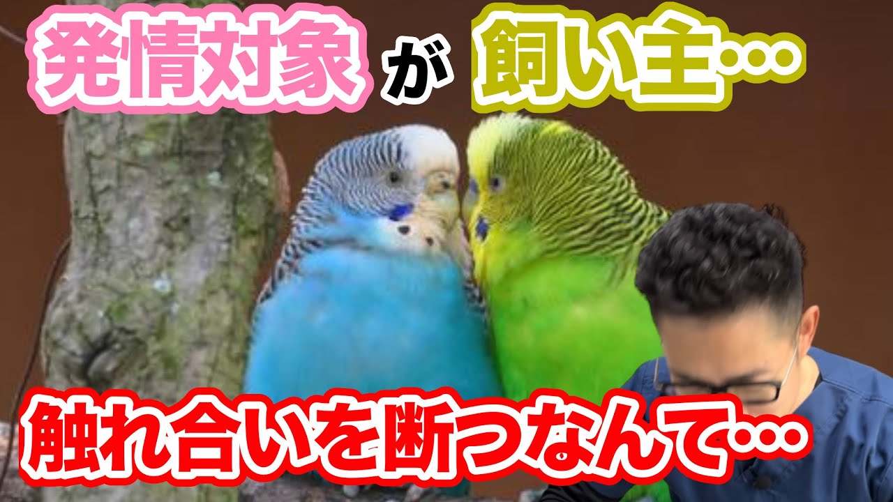 【質問コーナー】セキセイインコさんの発情対象が飼い主の時はどうするべき？鳥さんの爪と一緒に血管も伸びるの？鳥さんを犬猫病院に預けた、どうするべきだった？獣医師をしているうえでの夢は？にお答えしました！