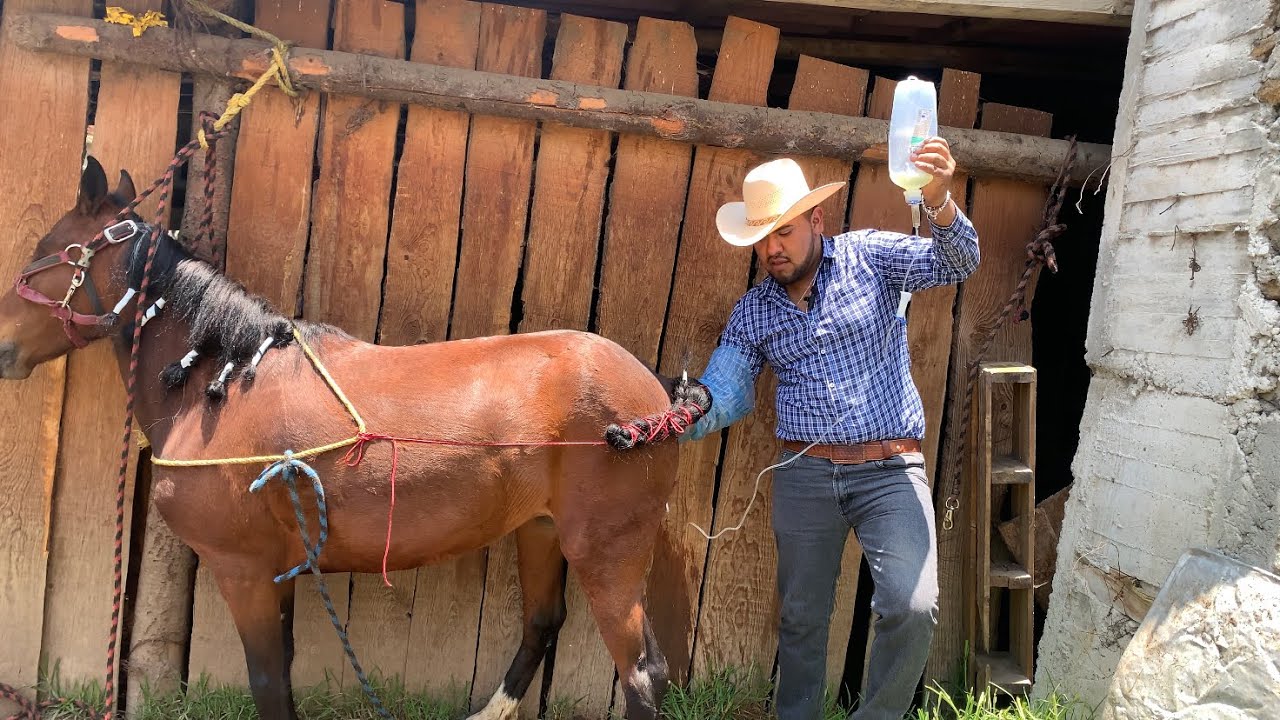 ¿Por qué mi yegua no queda cargada ?!
