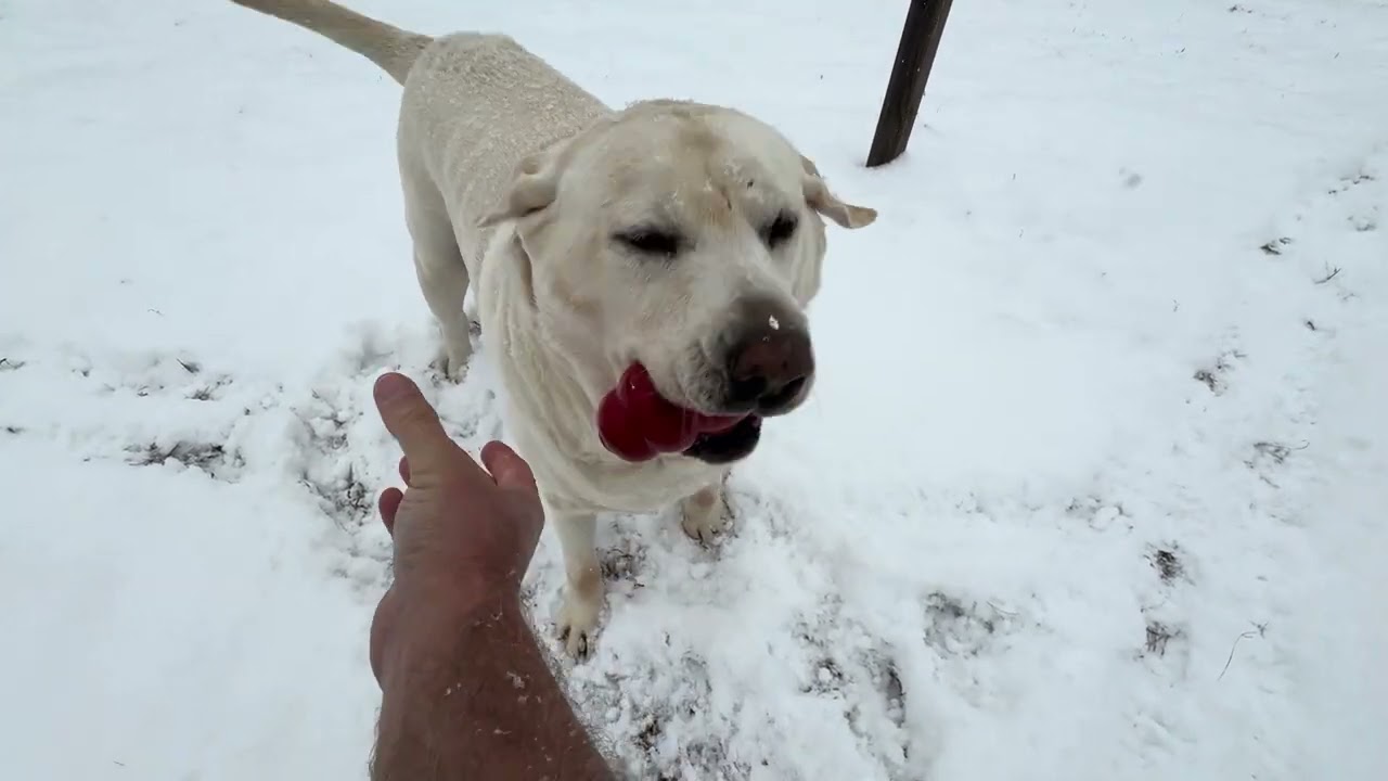 Jasper LOVES the SNOW!!!!
