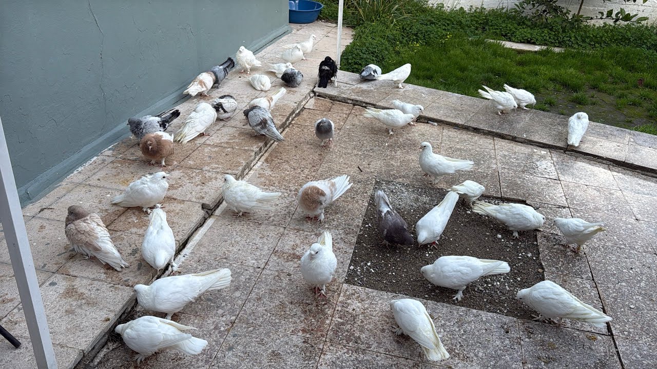 GÜVERCİN ÜST DÜZEY LİMONİLER ERZURUM BEYAZLARIMIZ VE SOHBET İYİ SEYİRLER İLETİŞİM 05357166487
