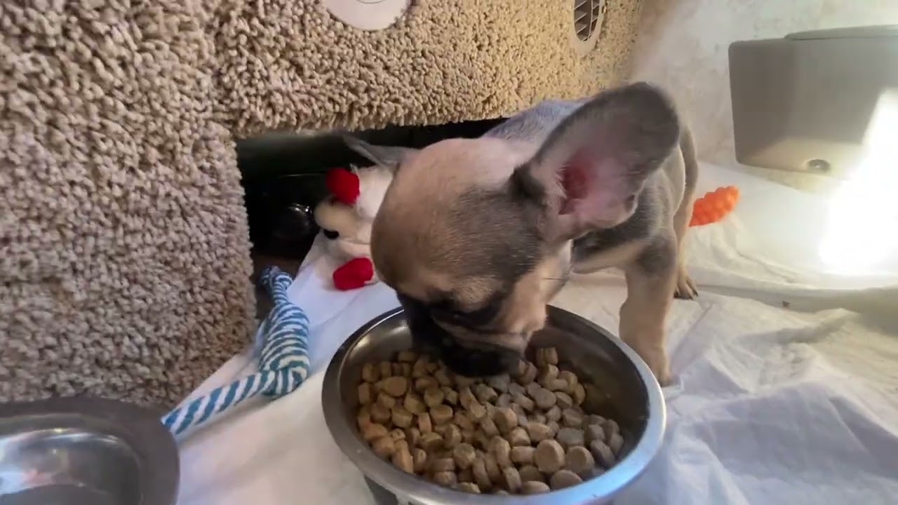 Picking up Cheddar our new French bulldog puppy