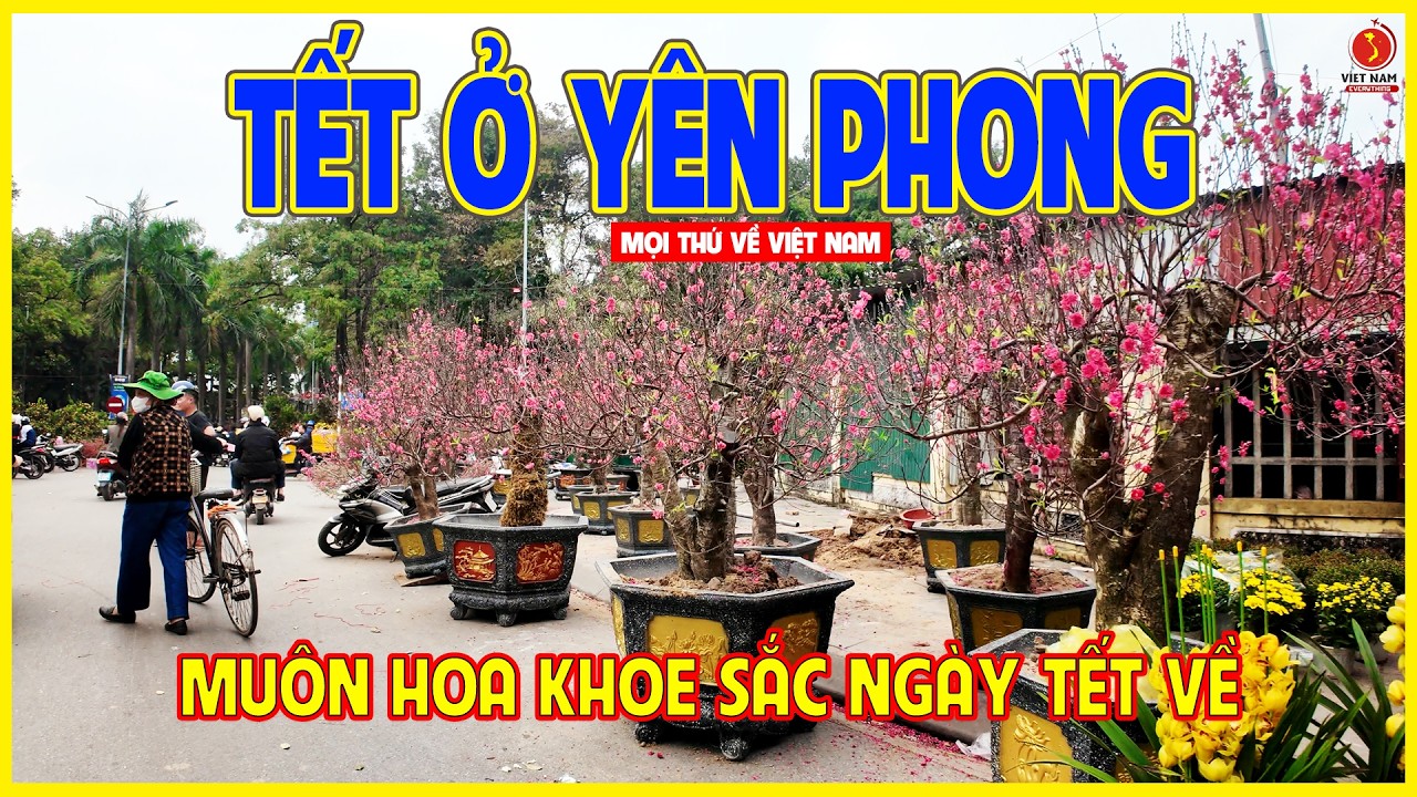 TẾT YÊN PHONG | MUÔN HOA KHOE SẮC NGÀY TẾT VỀ | Bắc Ninh ngày nay
