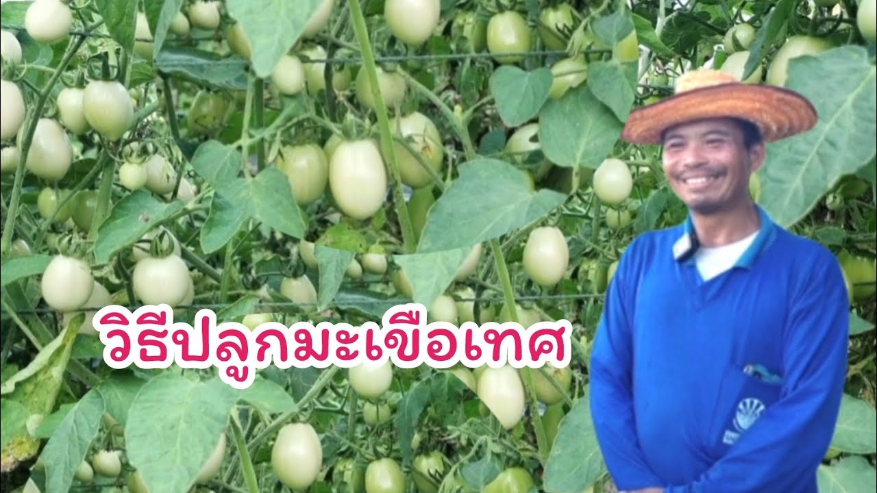 วิธีปลูกมะเขือเทศ โตเร็ว ลูกดก ชาวสวนมีความเสี่ยงไหม? ราคาเป็นอย่างไร?