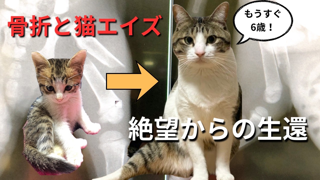 【猫エイズ】骨折を自力で治した猫。普通に座れない姿に隠された不屈の過去