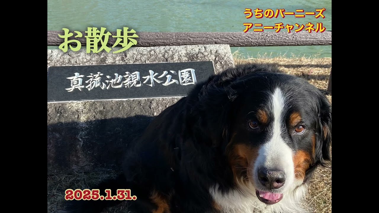 お散歩 真菰池親水公園　2026.1.31.