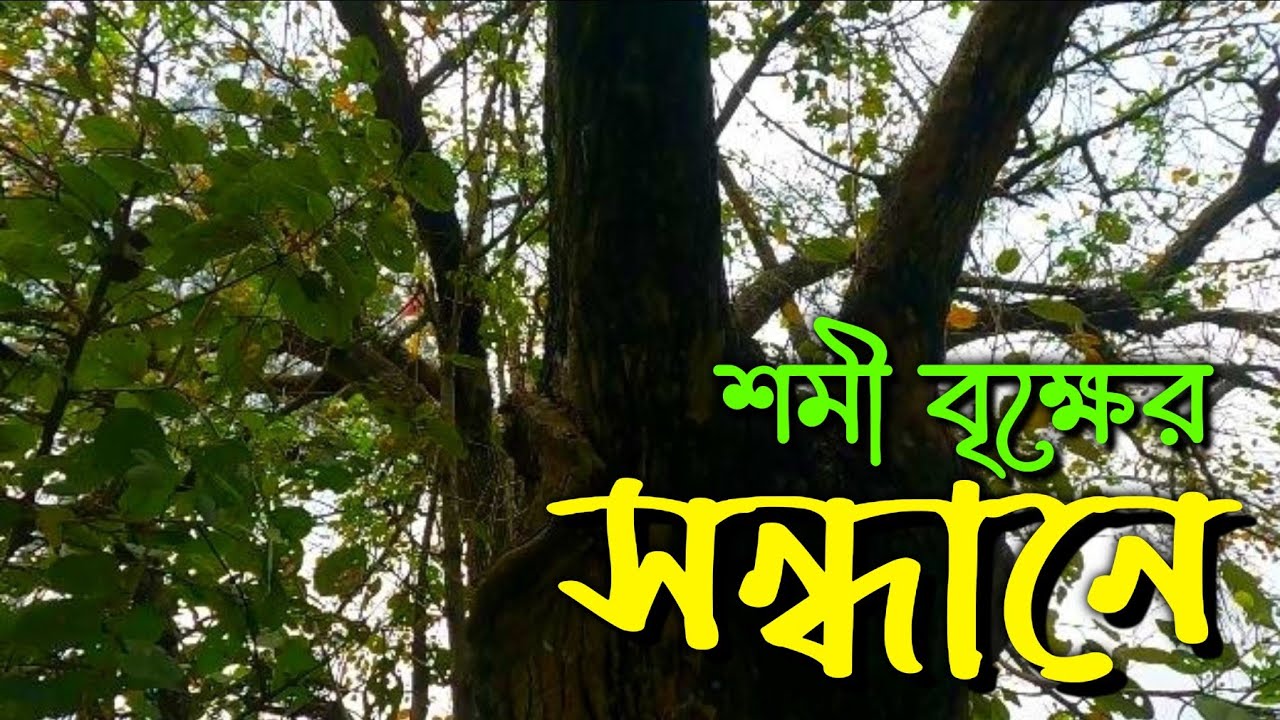 মহাভারতের পাণ্ডবরা যে গাছের কোটরে লুকিয়ে রেখেছিলেন তাদের অস্ত্র || Shami tree in Mahabharata.