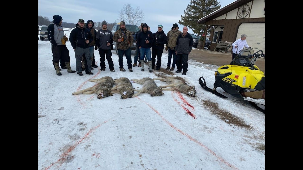 Wisconsin's Hound Hunt for Wolves: Day Two