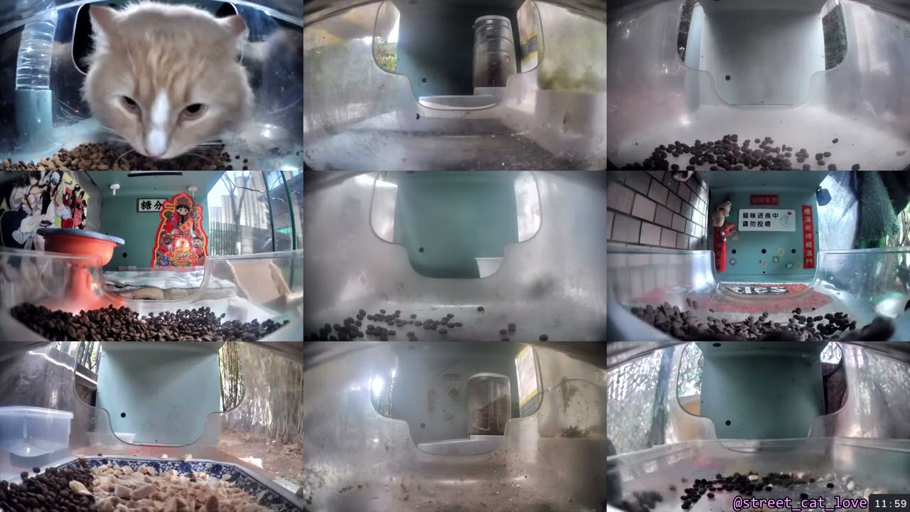 12 Hours of Hello Street Cats 😺💞 3/2/26 Pt 2