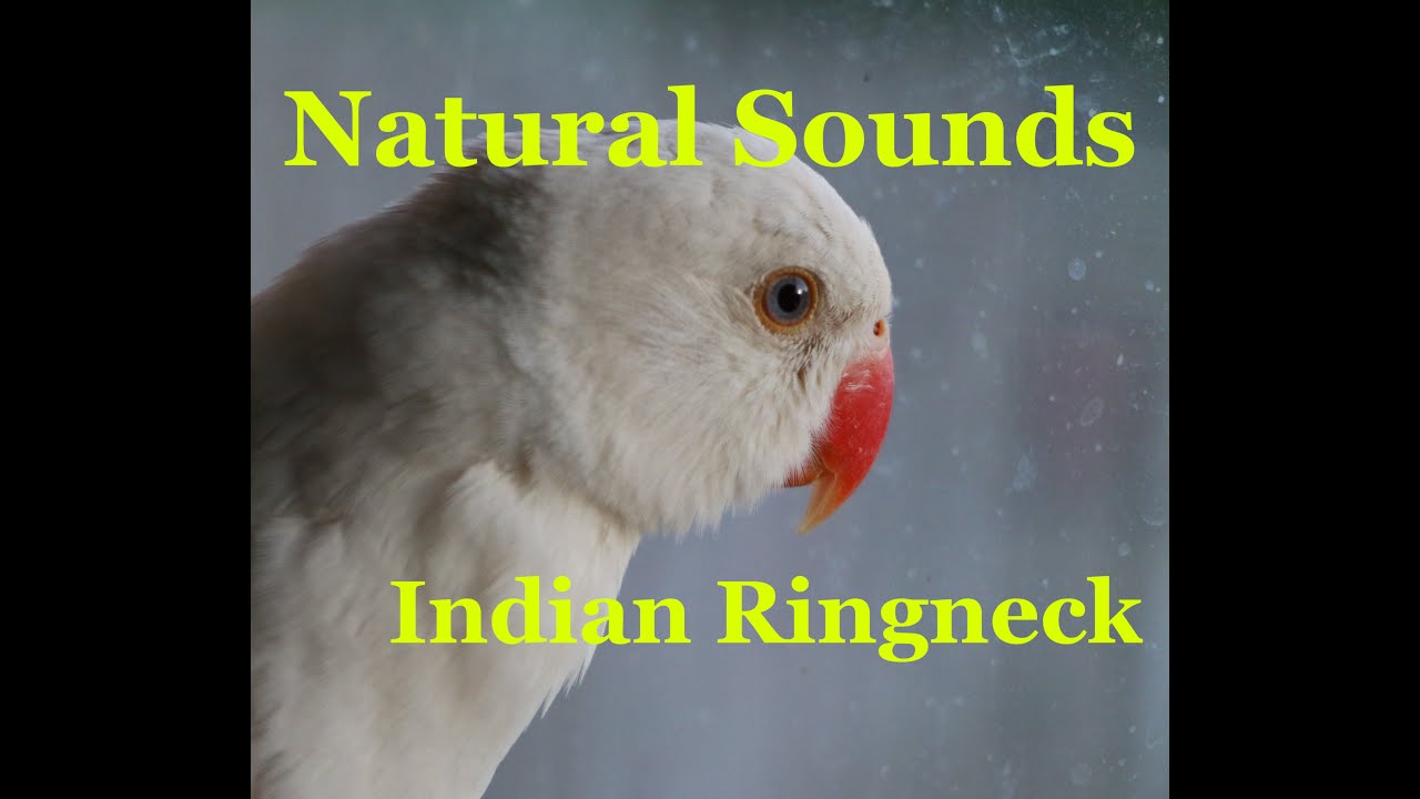 Natural Sounds 2 - Indian Ringneck Parrot