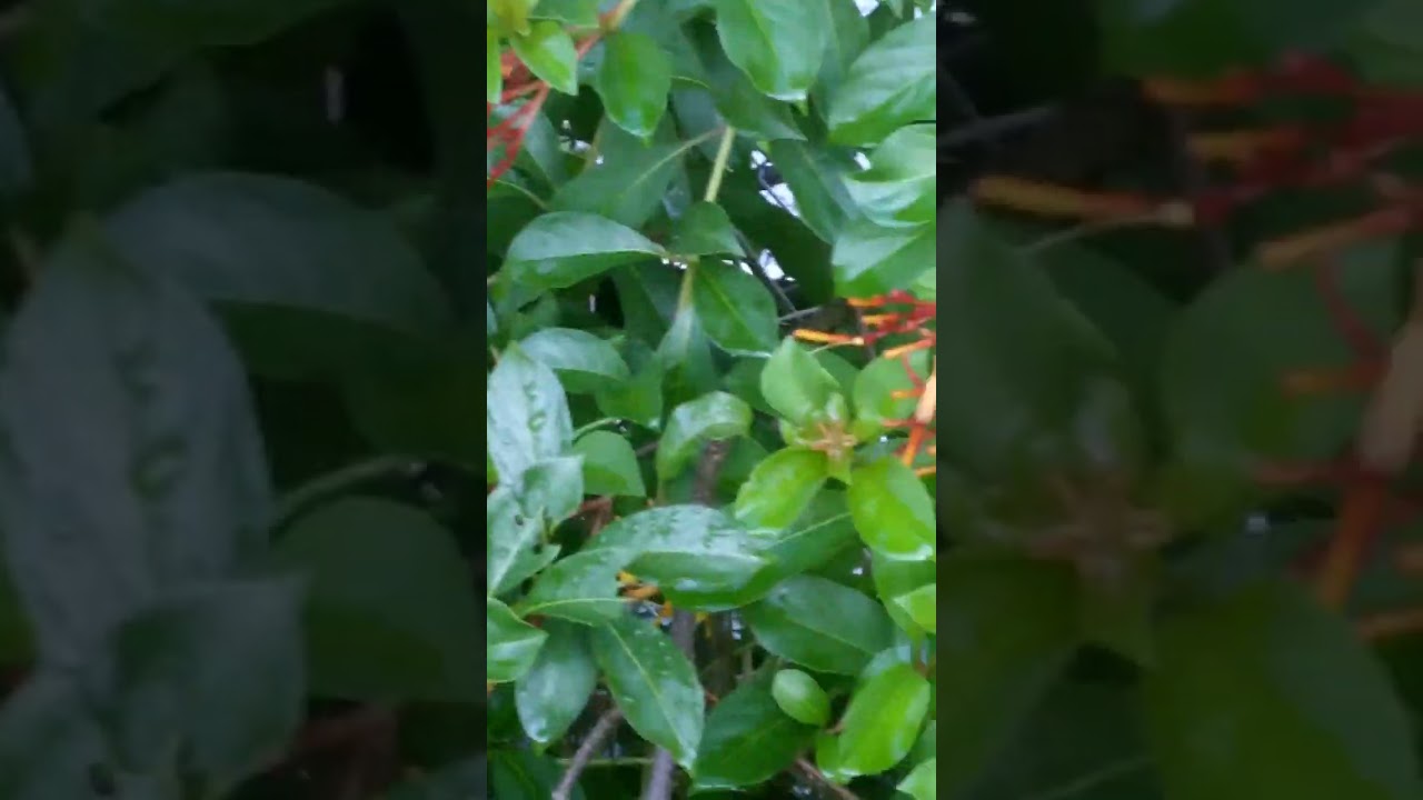 BABY SKIPPER  TASTING THE BEAUTIFUL PURPLE PORTER WEED PLANT