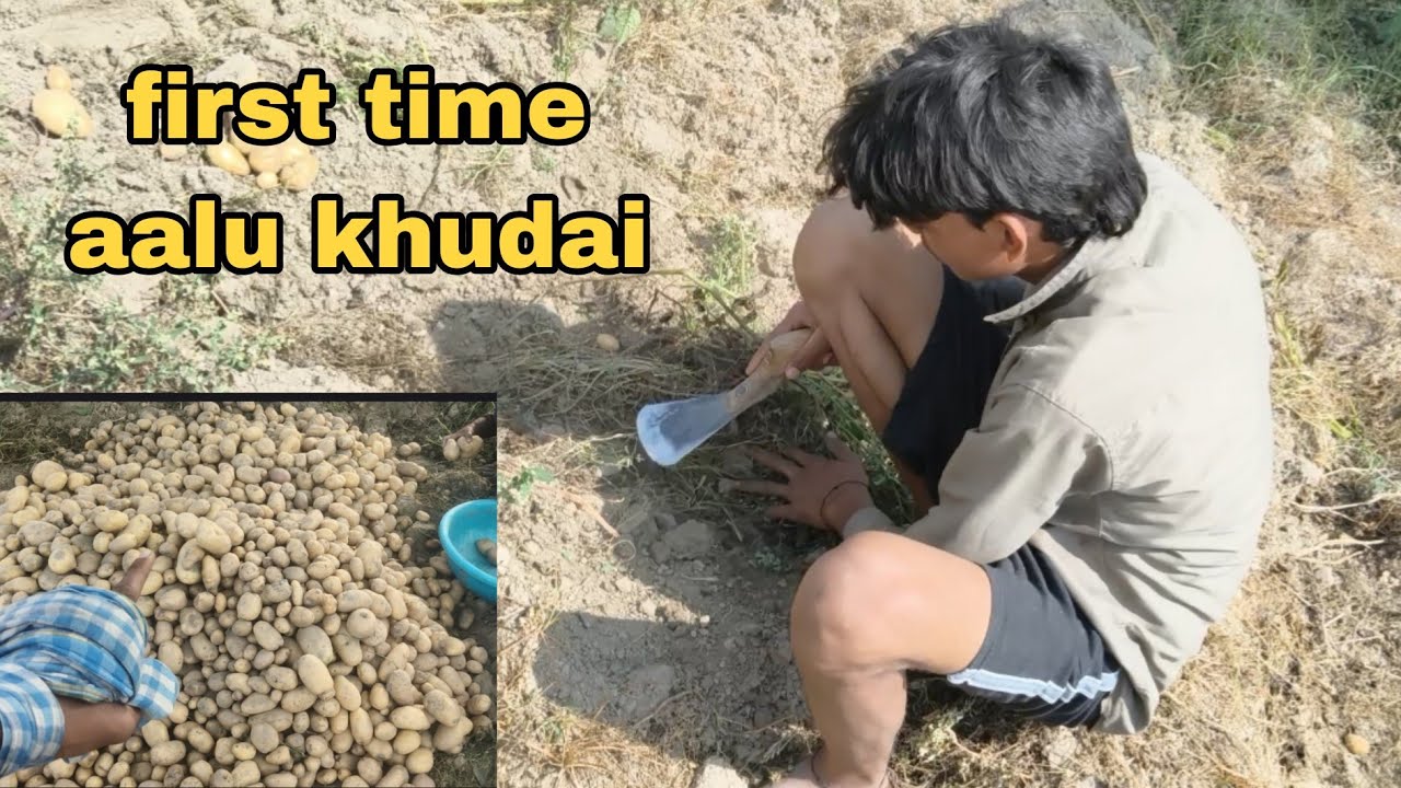 First time aalu bhi khod diye 😁✨