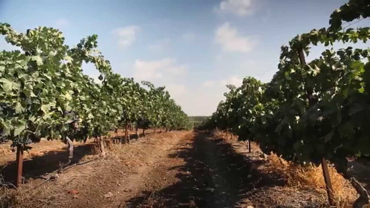 How to grow Wine Grapes