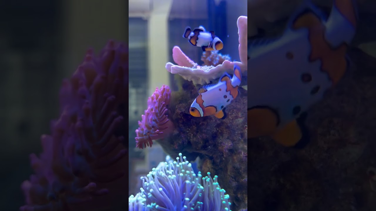 Fun fact— From timid male to bold leader, this clownfish changed after becoming the dominant female.