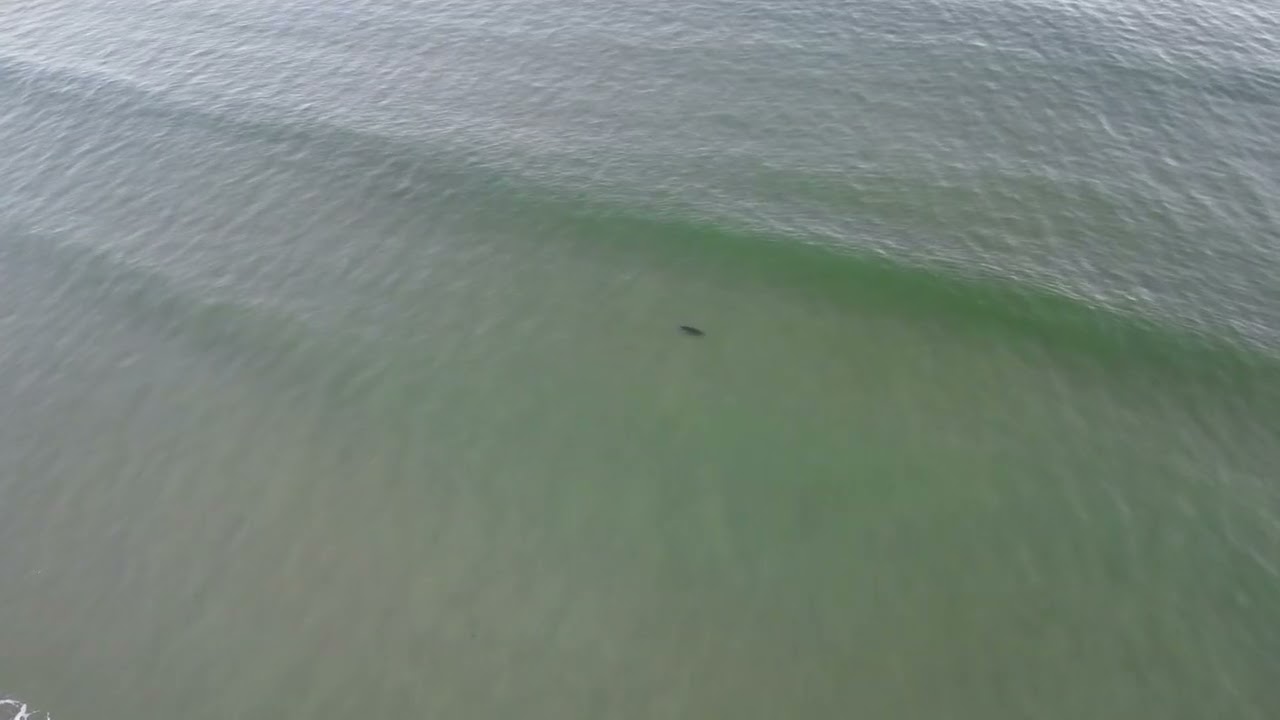 Seals at Marblehill beach