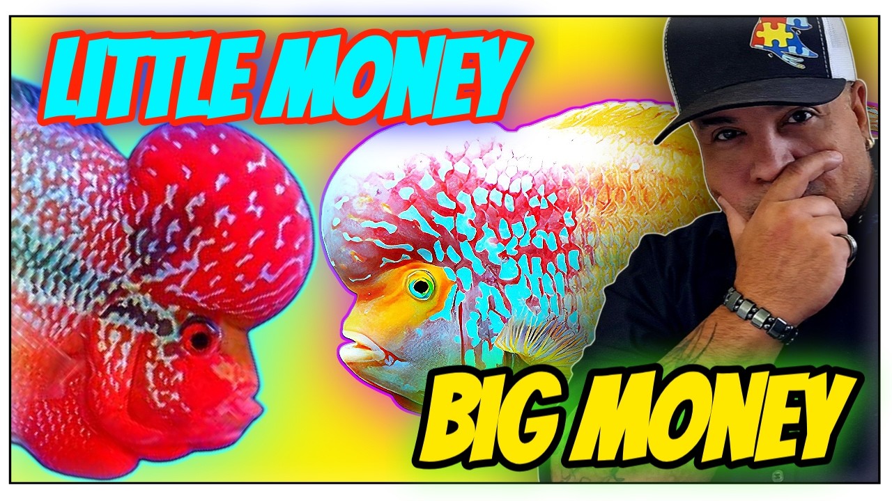 Low Grade $25 vs Masterpiece $500 Flowerhorn: Which One Is Actually Better?