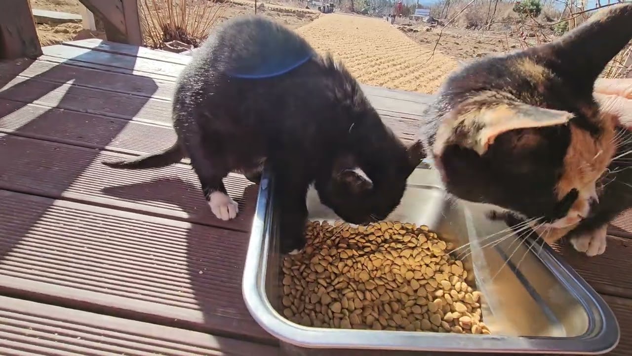 밥 먹으러 온 퐁퐁이, 아직 독립 안했네