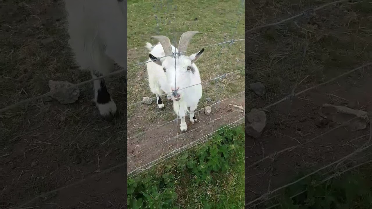 Cool Goat On A Farm In Great Britain.