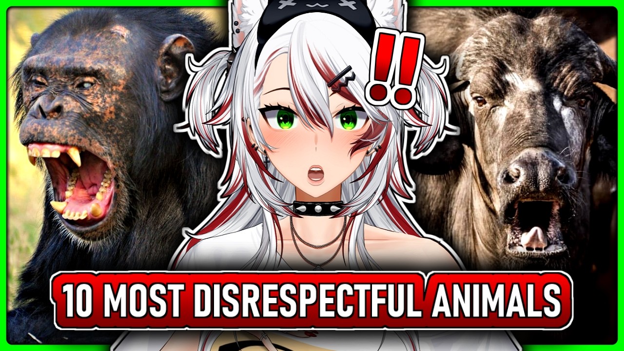WHY ARE THEY SO VIOLENT?! 😭| Top 10 Animals with Black Air Force Energy | Casual Geographic React