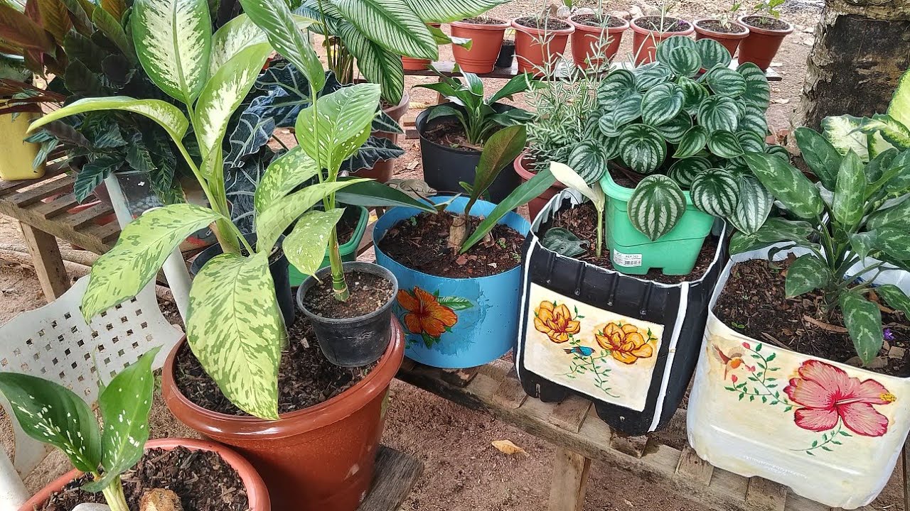 Dieffenbachias e outras lindas folhagens coloridas