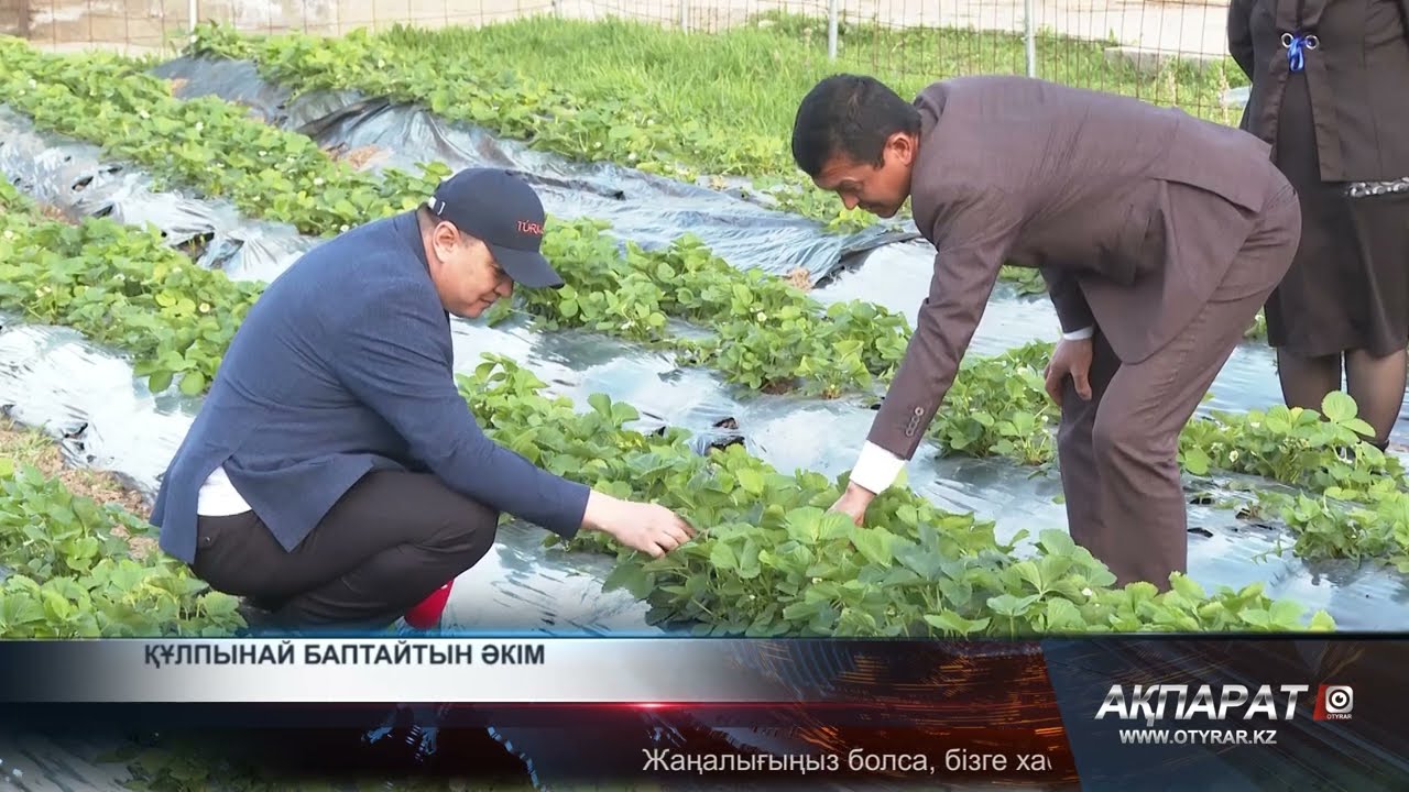 Құлпынай баптайтын әкім