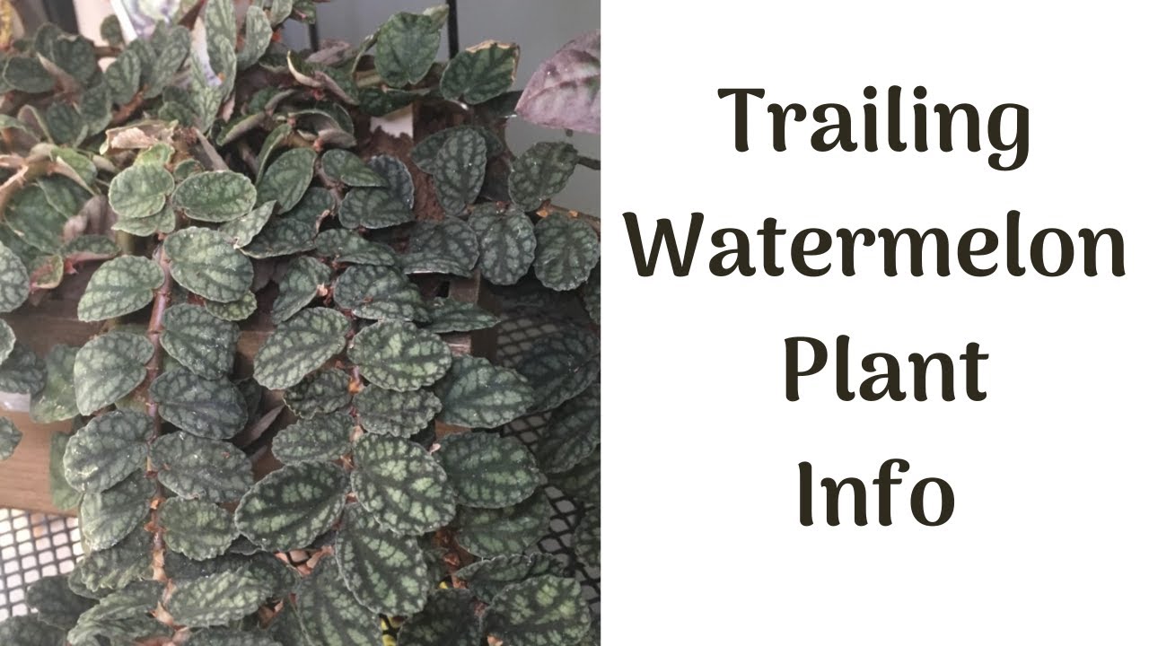 Episode 5: Trailing Watermelon Pellionia | Info & Propagation