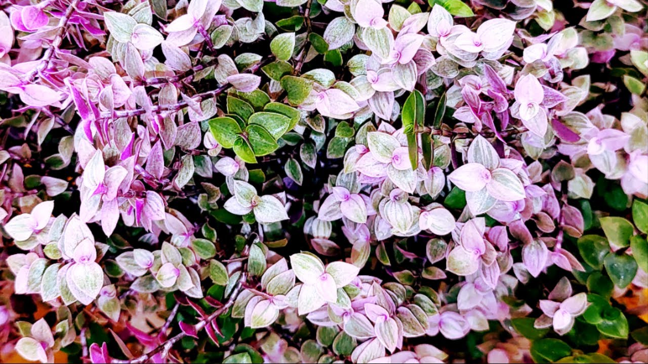 Callisia Repens Care tips and tricks
