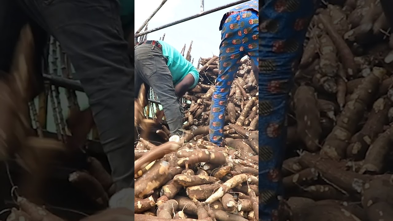 Listen to how cassava plants are harvested from start to finish. 