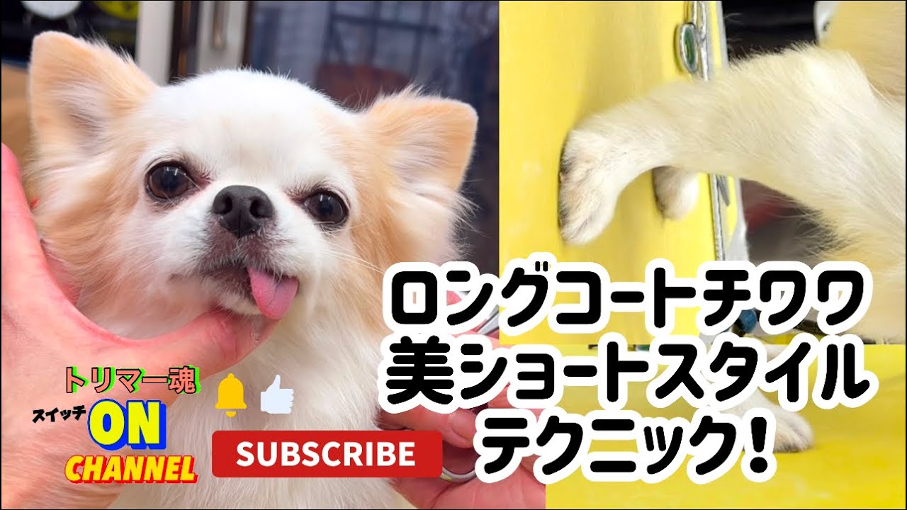 チワワ トリミング！ショートカットのやり方！セルフじゃできないプロの仕事。