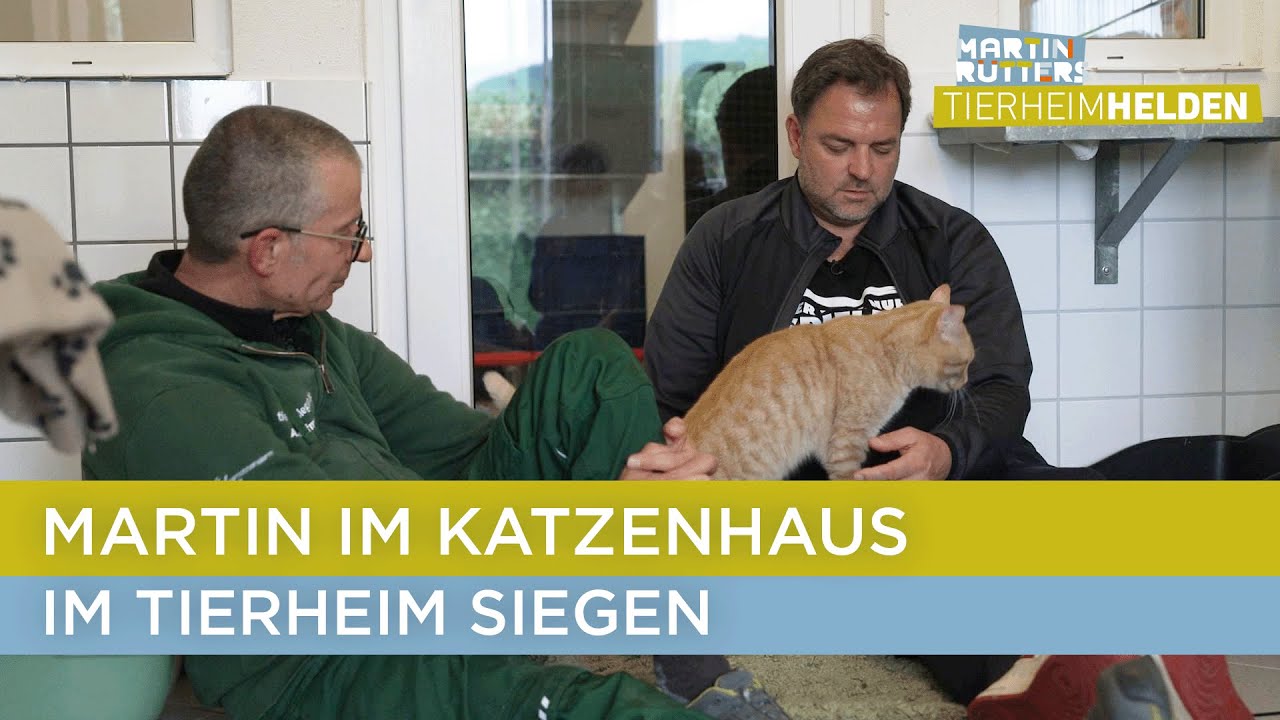 Wird der Hundeprofi doch noch ein Katzen-Fan? 🥹 | Martin Rütters Tierheimhelden