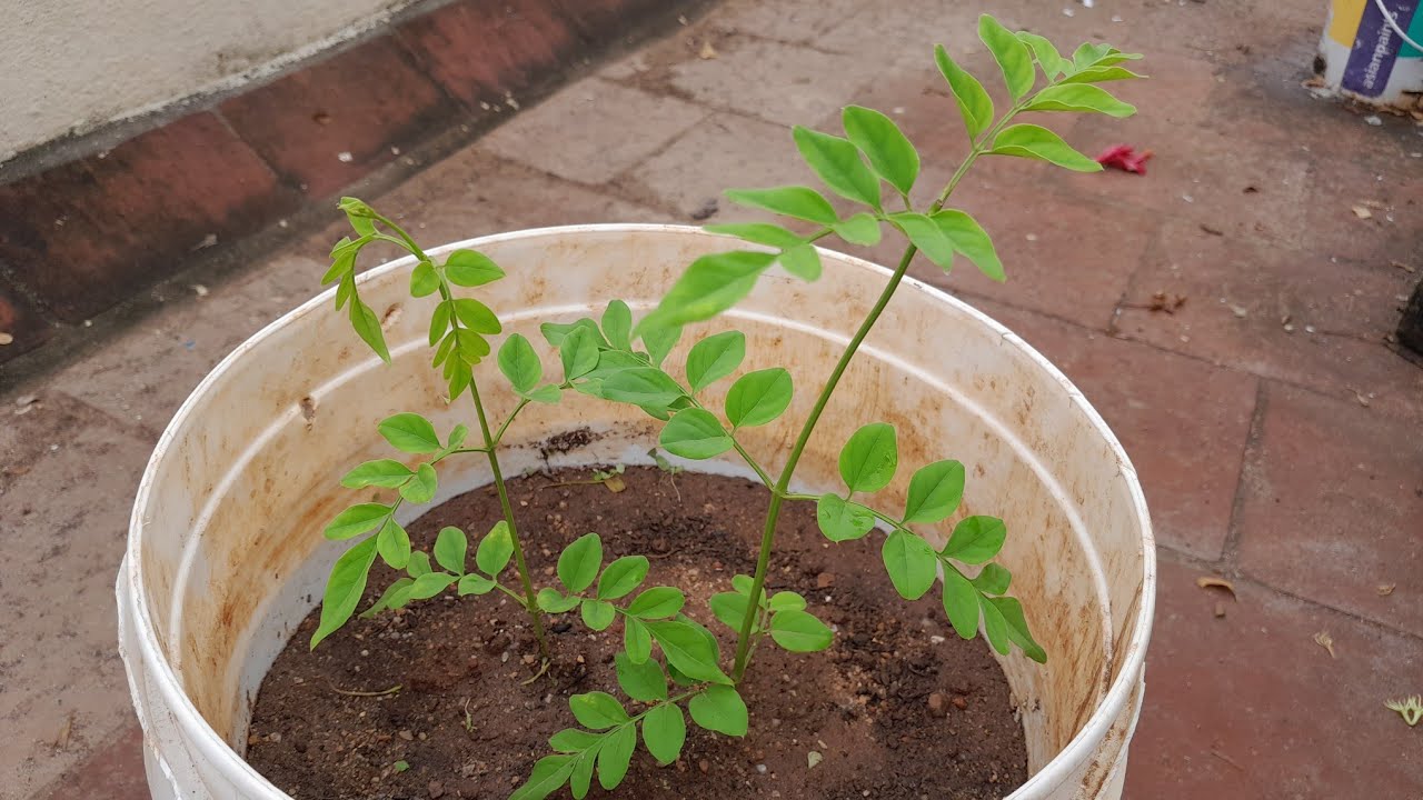 ஜாதி கட்டிங்ஸ்  new method 100% success ஆகும்@Roja  poonthottam