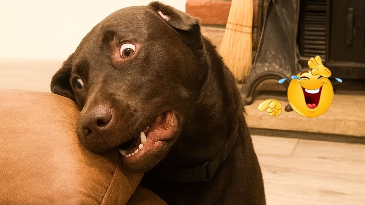 The Funniest Dog Videos This Year That Broke The Internet 🐶🔥